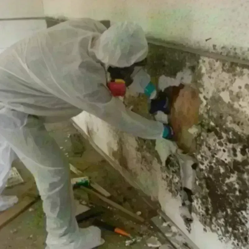 Mold Remediation and Removal in Farmington, MO